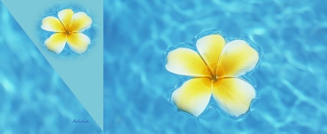 4C-flower-water-blue-backgroud-